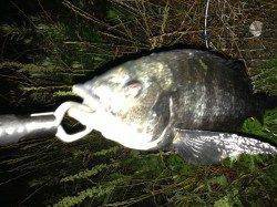 大阪南港の河川でルアー釣り、真チヌがヒット！