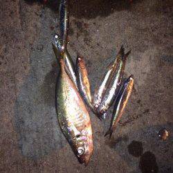 アジ爆釣の連絡を受けるも… 助松でのサビキ釣果