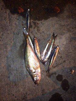 アジ爆釣の連絡を受けるも… 助松でのサビキ釣果