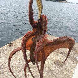 伊根をランガンしてエギング〜タコ550gの釣果