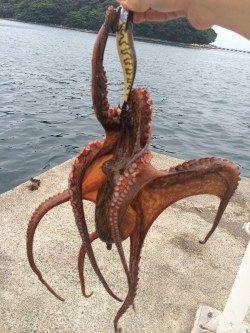 伊根をランガンしてエギング〜タコ550gの釣果