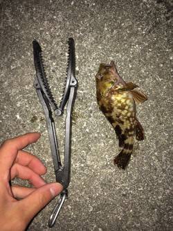 活性高し！鳥取ノ荘で根魚ゲーム！