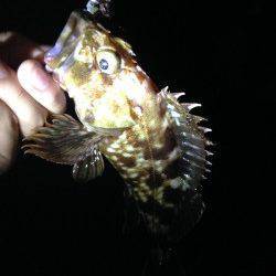 忠岡　アコウ狙い釣行もガシラ7尾の釣果