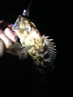 忠岡　アコウ狙い釣行もガシラ7尾の釣果