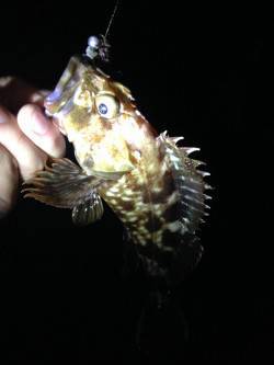 忠岡　アコウ狙い釣行もガシラ7尾の釣果