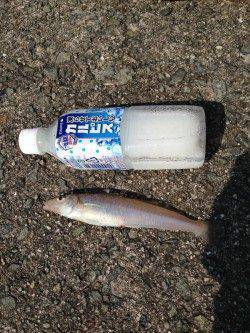 おのころ愛ランド周辺　エギングロッドで気軽に楽しむキス