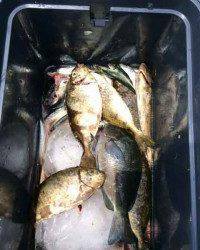 マリーナシティ海釣り公園 ノマセでハマチのほかアイゴ・グレ・マイワシ