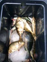 マリーナシティ海釣り公園 ノマセでハマチのほかアイゴ・グレ・マイワシ