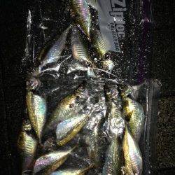 大阪南港アジング〜アジの活性高く楽しめました