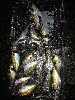 大阪南港アジング〜アジの活性高く楽しめました