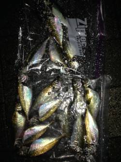 大阪南港アジング〜アジの活性高く楽しめまし…