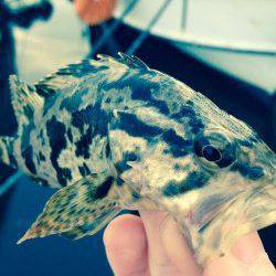 江井ヶ島　キワ狙いのワインドでタケノコ・メバルのアタリ