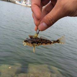 りんくうでライトワインドの練習　ハゼが釣れました