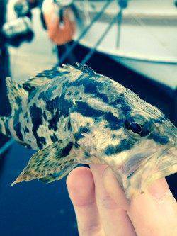 江井ヶ島　キワ狙いのワインドでタケノコ・メバルのアタリ