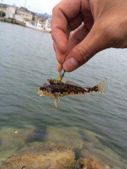 りんくうでライトワインドの練習　ハゼが釣れました