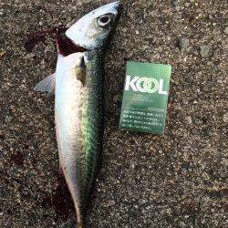 ショアジギングでもサバゲット！　早朝1番で武庫川一文字へ