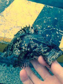 江井ヶ島　キワ狙いのワインドでタケノコ・メバルのアタリ