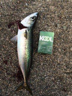 ショアジギングでもサバゲット！　早朝1番で武庫川一文字へ