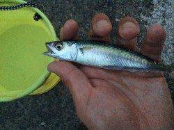 南芦屋浜で小サバ連発〜JH0.6gにかえると面白いようにヒット