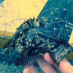 江井ヶ島　キワ狙いのワインドでタケノコ・メバルのアタリ