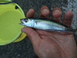 南芦屋浜で小サバ連発〜JH0.6gにかえる…