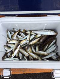 マリーナシティ海釣り公園〜豆アジ・グレ・ア…