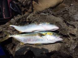 竹野港　潮が早い中でもカゴ釣りでヒラマサ2…