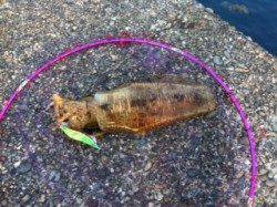 有田の初島にてキロUPのアオリイカ♪