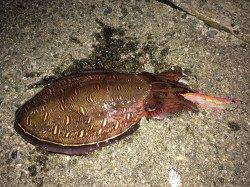 飾磨～広畑　CAST RATTLEのエギングにコウイカ☆