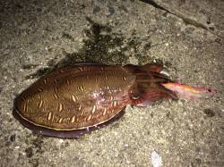 飾磨～広畑　CAST RATTLEのエギン…