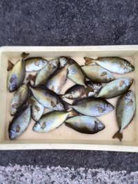 アイゴのシーズンが来たー！マリーナシティ海…