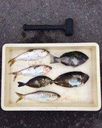 マリーナシティ海釣り公園でグレ・アイゴ・コノシロ