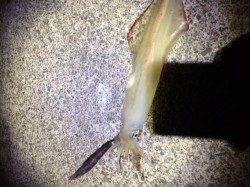 音海学校裏　エギングのアオリ狙いにヤリイカがヒット