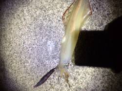 音海学校裏　エギングのアオリ狙いにヤリイカ…
