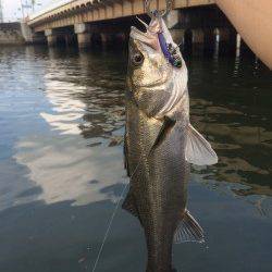 石津川河川シーバス〜テールフックをのばす良型のバラシあり