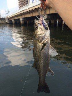 石津川河川シーバス〜テールフックをのばす良型のバラシあり