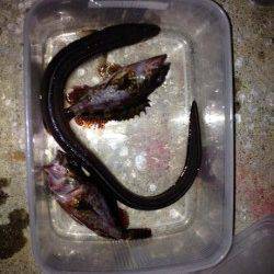 林崎漁港　イカの切り身でアナゴ狙い