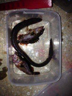 林崎漁港　イカの切り身でアナゴ狙い