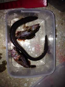 林崎漁港　イカの切り身でアナゴ狙い