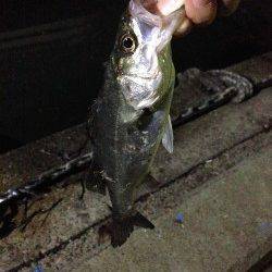 貝塚周辺バチ抜け最終調査〜シーバス2匹ゲット