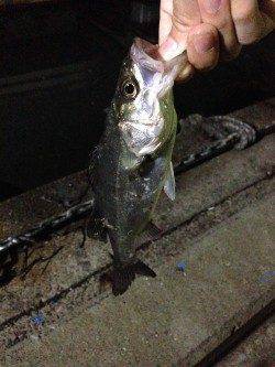 貝塚周辺バチ抜け最終調査〜シーバス2匹ゲット