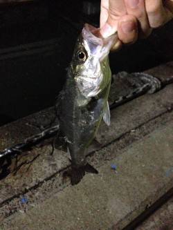 貝塚周辺バチ抜け最終調査〜シーバス2匹ゲッ…