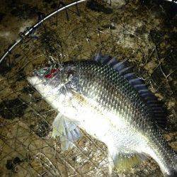 大阪南港でSLK〜暖かい時期のキビレは引き最高！