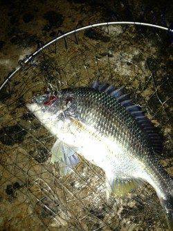 大阪南港でSLK〜暖かい時期のキビレは引き最高！