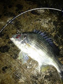 大阪南港でSLK〜暖かい時期のキビレは引き…