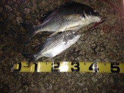 キビレ狙いで武庫川へ〜断続的な当たりで楽しめました♪