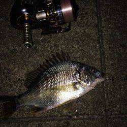 須磨周辺でチニング〜キビレ立て続けに4匹つれました！