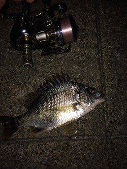 須磨周辺でチニング〜キビレ立て続けに4匹つれました！