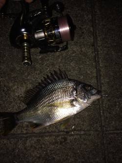 須磨周辺でチニング〜キビレ立て続けに4匹つ…