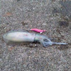 田ノ浦のエギング〜マズメまで粘ってアオリイカをキャッチ